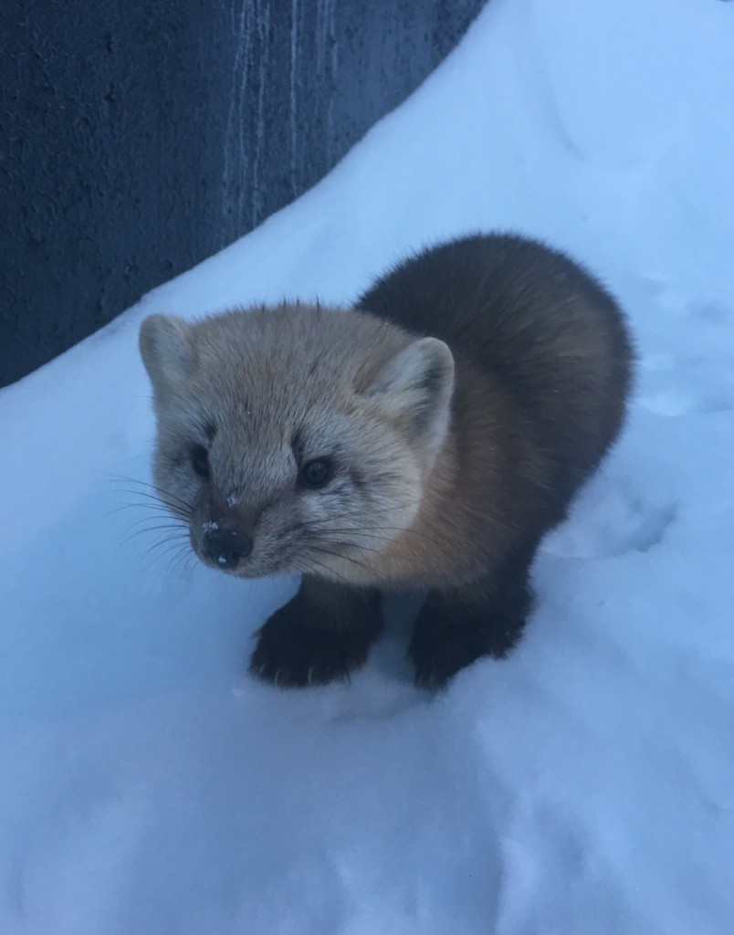 Such a photogenic type came to us at the GTP!) - My, Far North, Animals, Longpost