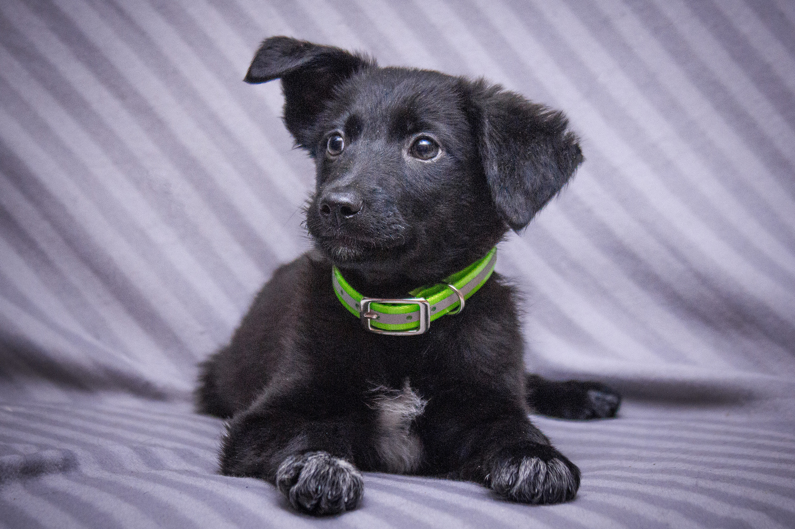 Malyushka is waiting for her mompas - My, , Looking for a home, take a friend, In good hands, Puppies, Dog, Longpost