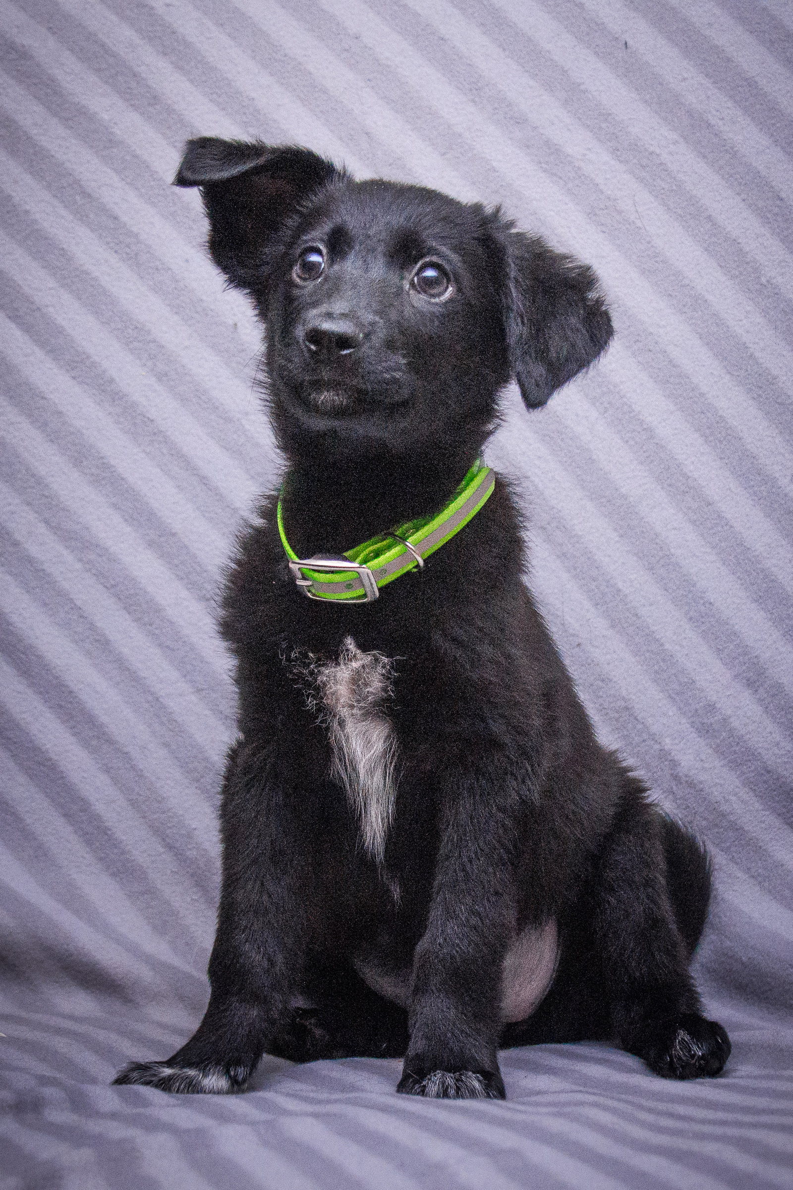 Malyushka is waiting for her mompas - My, , Looking for a home, take a friend, In good hands, Puppies, Dog, Longpost