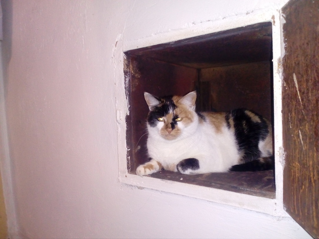 Беспокоиться ли кошка о жизни хозяина. | Пикабу