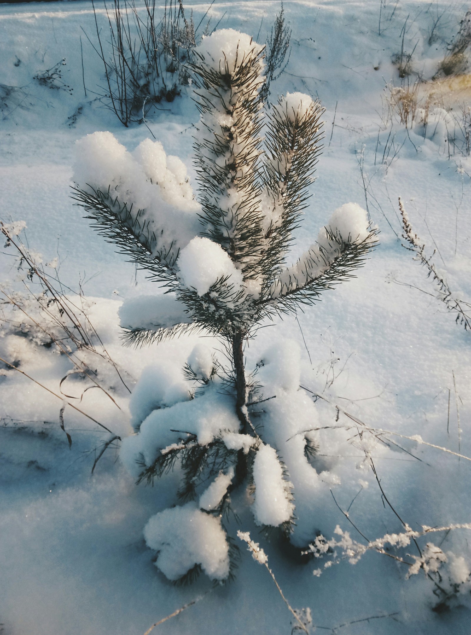 Winter. Everything crunches underfoot... - My, Omutninsk, Kirov region, Cosiness, Winter, Cold, The sun, Snow, Beginning photographer, Longpost