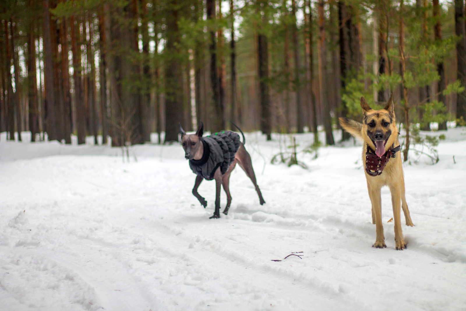 winter clothes - My, Dog, Animals, Longpost, Mexican Naked, Xoloitzcuintli