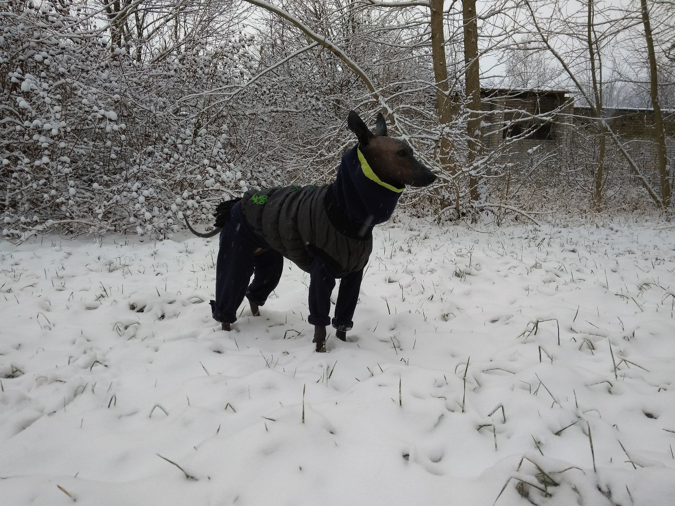 winter clothes - My, Dog, Animals, Longpost, Mexican Naked, Xoloitzcuintli