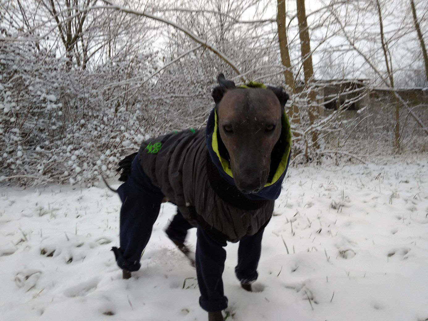 winter clothes - My, Dog, Animals, Longpost, Mexican Naked, Xoloitzcuintli