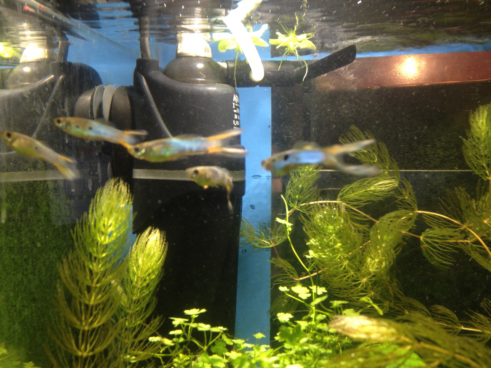 Handsome Japanese blue endlers - My, Aquarium fish, , Aquarium, Animals, Longpost