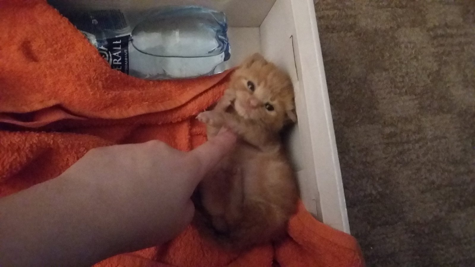 Foundling Kitten: Survivor. - My, cat, Catomafia, Help, Longpost