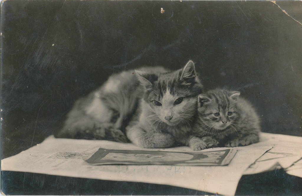 Kotikov 1912 in your feed))) - cat, Old photo, Trend