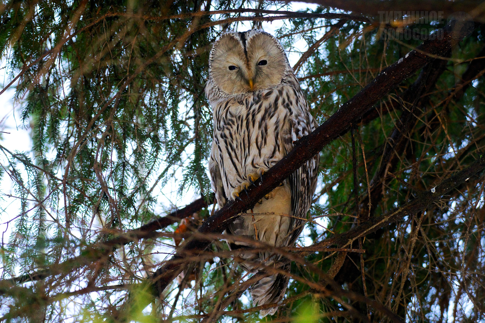 Photo of the Day: Owl [Strix uralensis] - My, Birds, Owl, Saint Petersburg, The photo