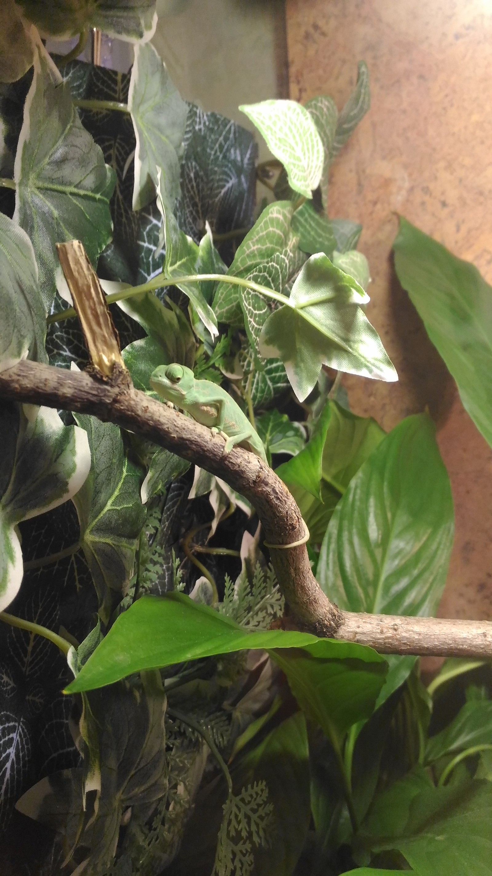 Versatile view of a chameleon - Chameleon, Reptiles, Pet, Unusual, Longpost, Pets