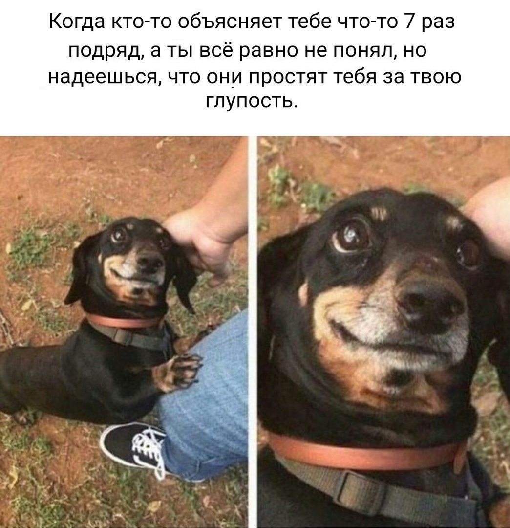 Friends will understand, vitally.. - Friend, Dachshund, Misunderstanding, Humor, Not mine, Accordion, Babayan