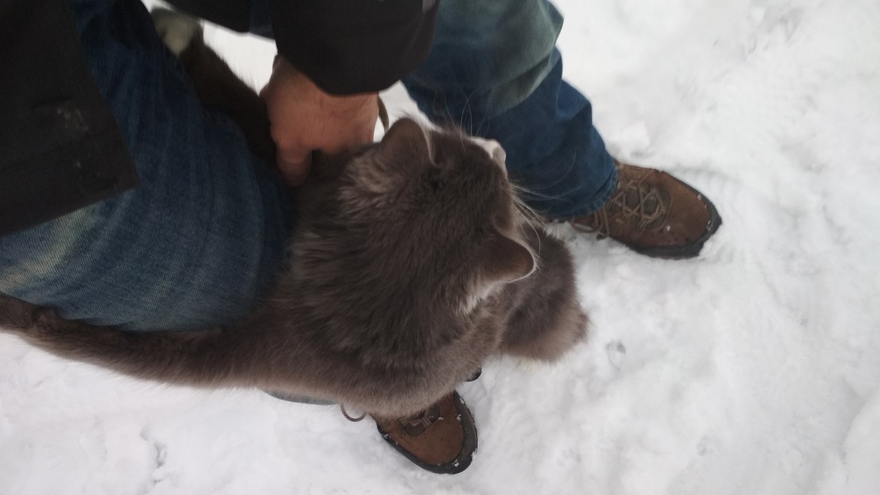 Not rated - My, cat, Winter, Cold, Longpost, Grass