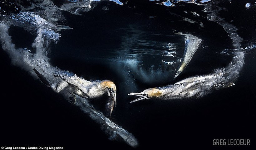 10 Amazing Scuba Diving Magazine Winning Underwater Photography Contest Winners - The photo, Diving, Longpost