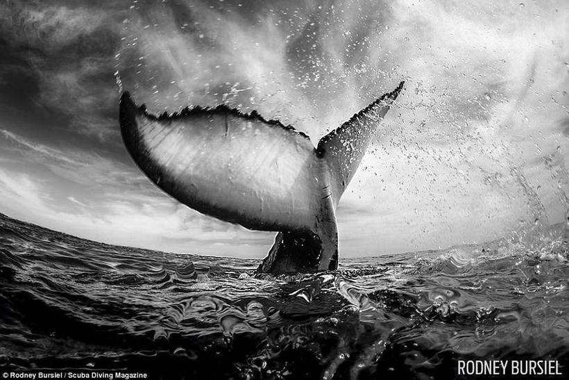 10 Amazing Scuba Diving Magazine Winning Underwater Photography Contest Winners - The photo, Diving, Longpost