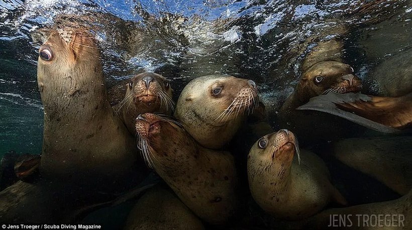 10 Amazing Scuba Diving Magazine Winning Underwater Photography Contest Winners - The photo, Diving, Longpost