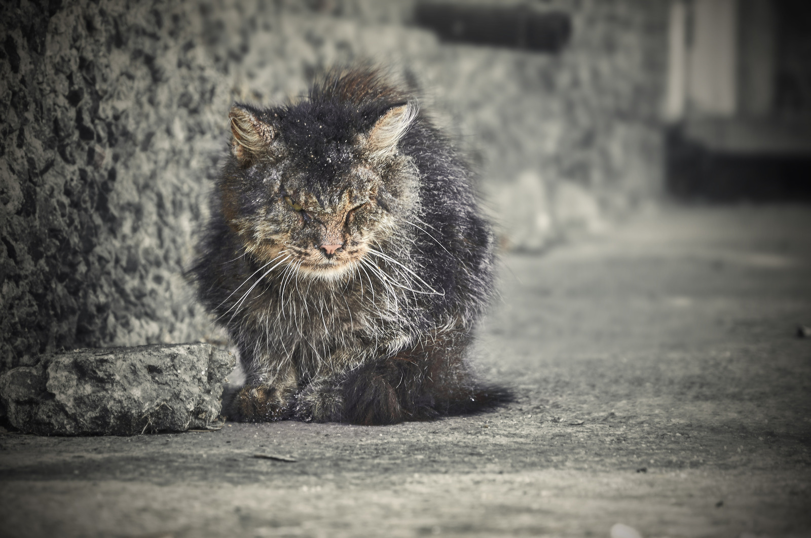 From the life of the homeless... - The photo, cat, Persistence