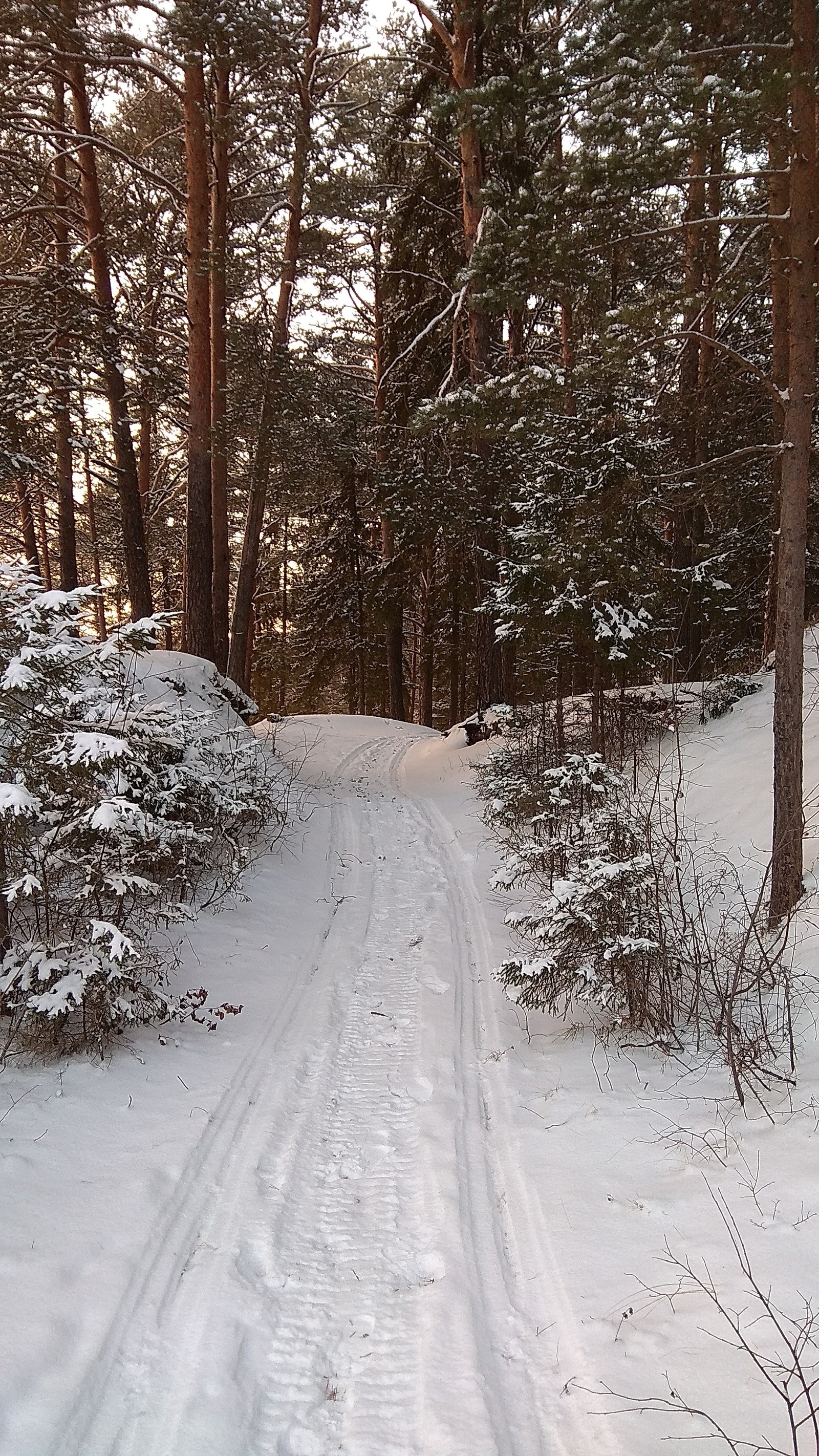 Perm Territory, environs of the city of Kudymkar. - My, Winter, Forest, The sun, Beginning photographer, Photo on sneaker, I want criticism, Perm Territory, Longpost