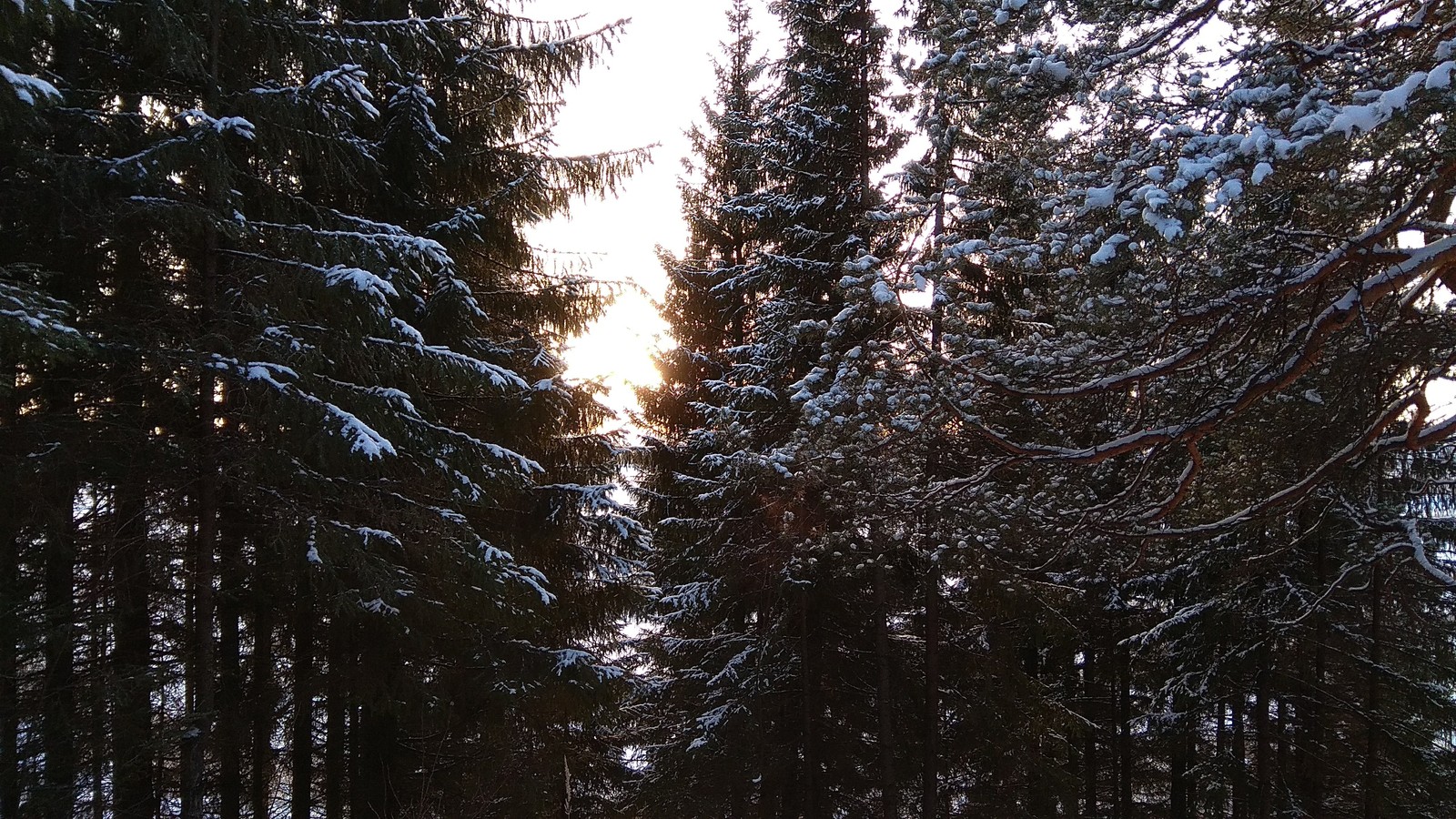 Perm Territory, environs of the city of Kudymkar. - My, Winter, Forest, The sun, Beginning photographer, Photo on sneaker, I want criticism, Perm Territory, Longpost