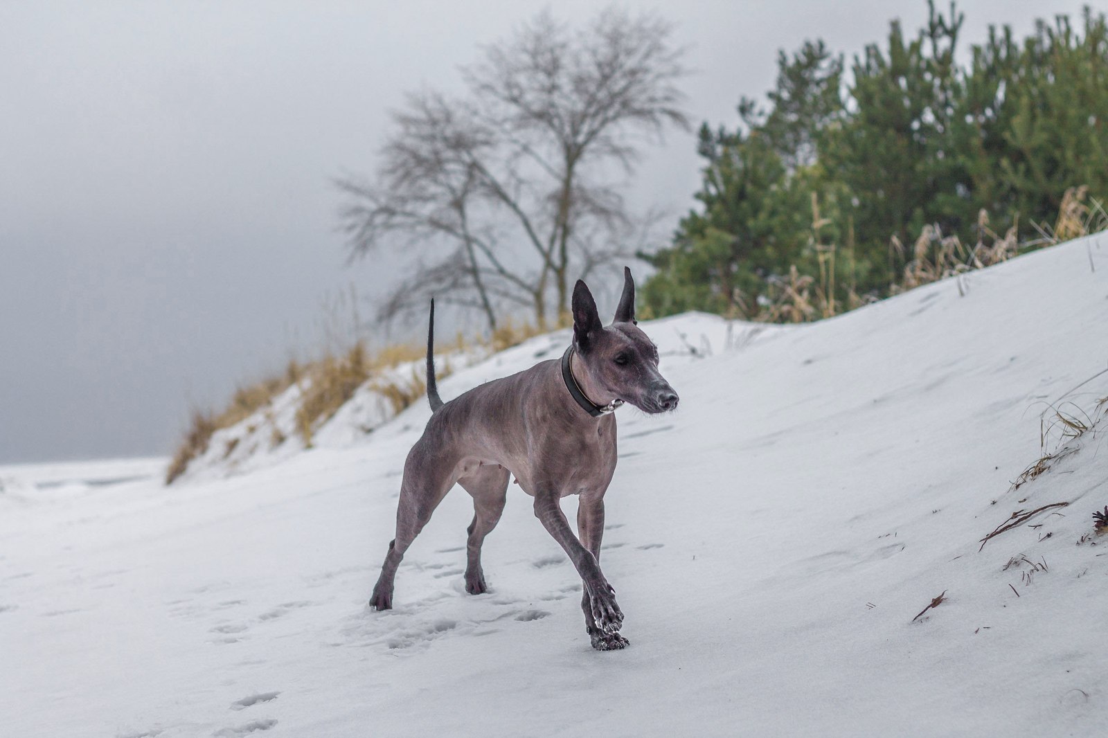 Xoloitzcuintli: a few words about the breed - My, Dog, Animals, Longpost, Mexican Naked, Xoloitzcuintli