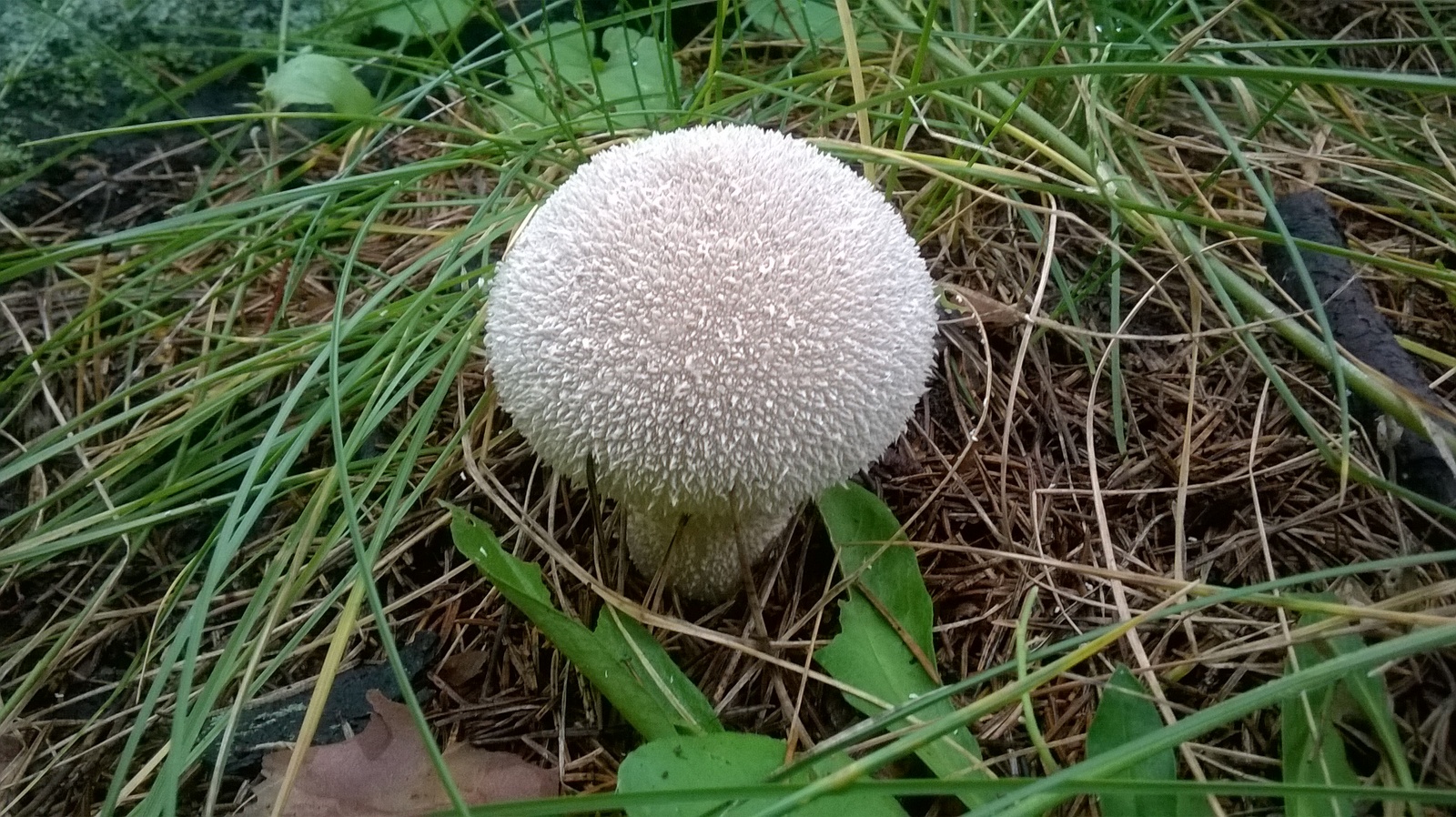 handsome mushroom - My, Nature, Mushrooms, Miracle Mushrooms, beauty, Autumn