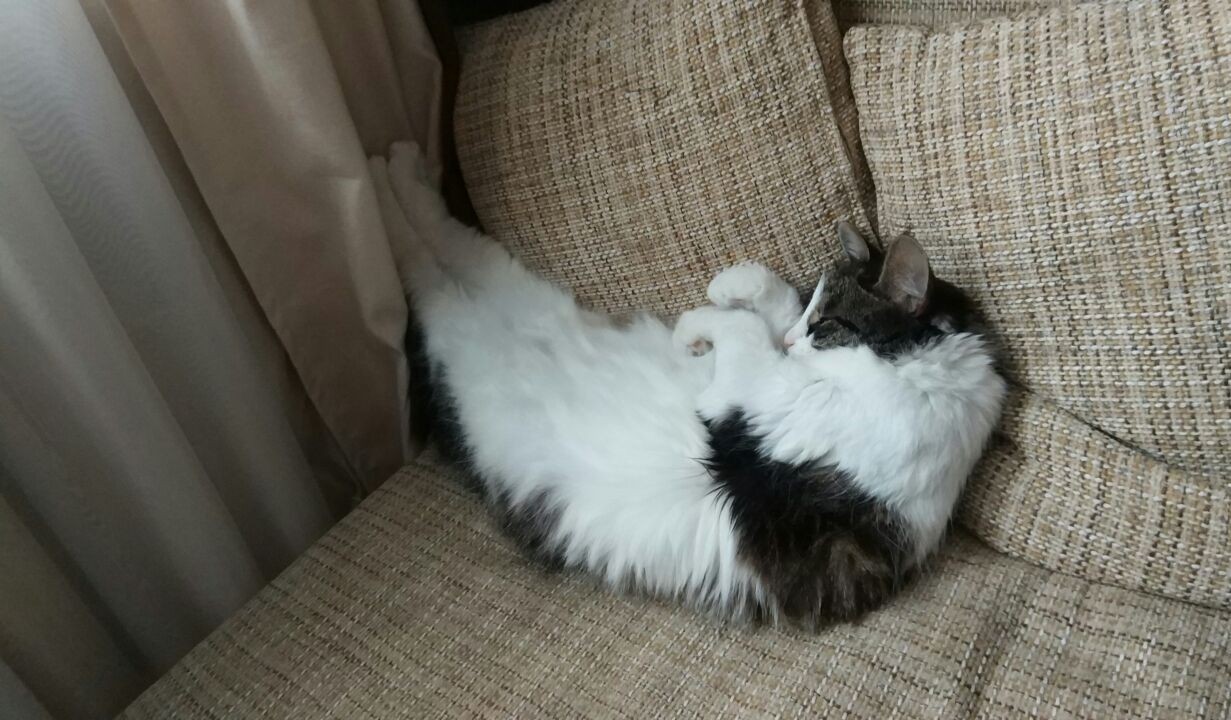 Extended legs - My, sleeping cat, Wife, Heat, Battery, Good morning, cat
