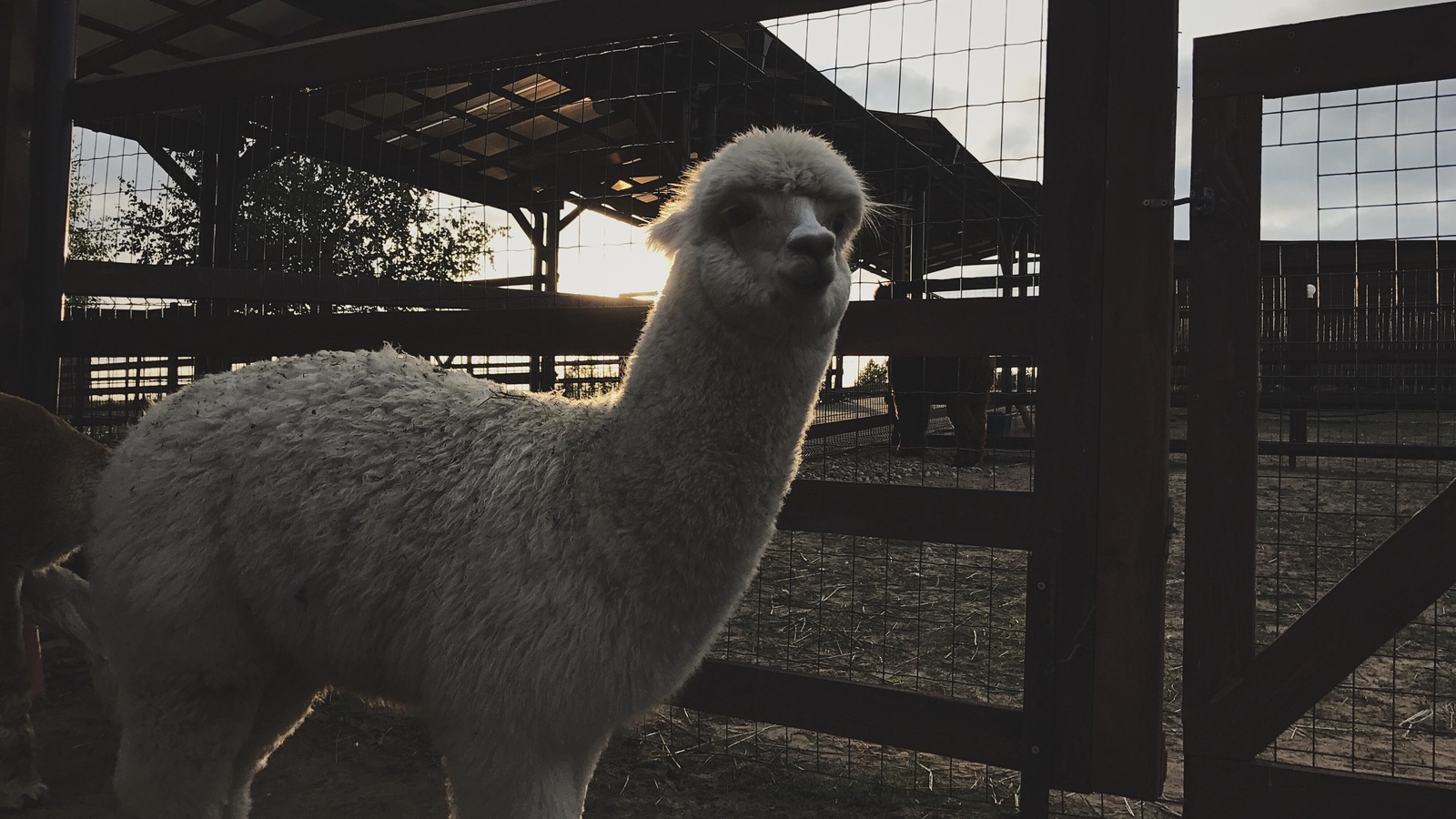 Alpaca - My, Alpaca, Farm, , 