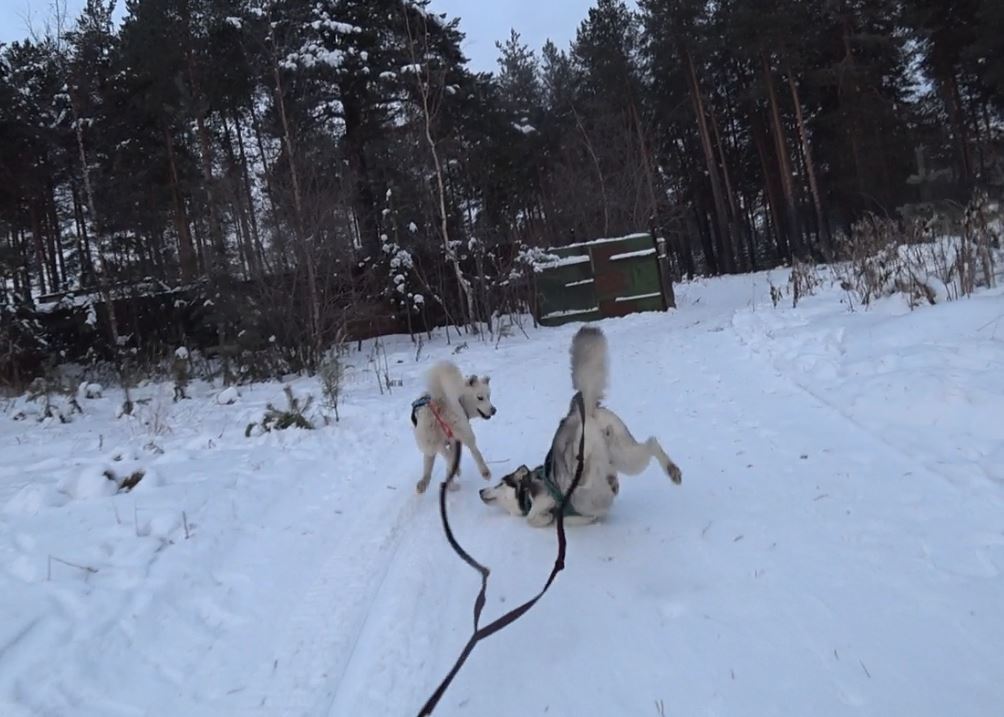 When you forgot to change your paws for winter .. - My, Husky, Dog sled, , Dog, Fail