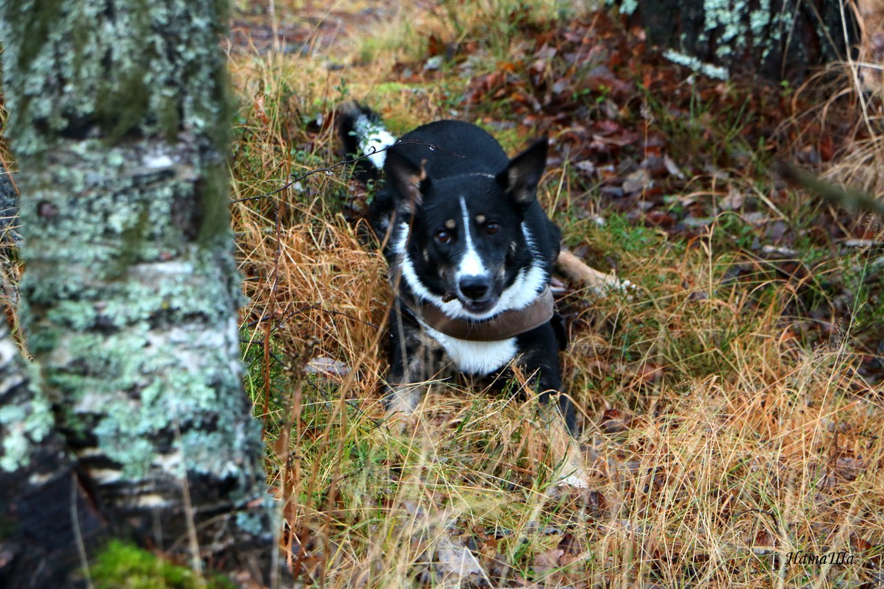 Through the eyes of a dog - My, Dog, The photo, Weather, Longpost