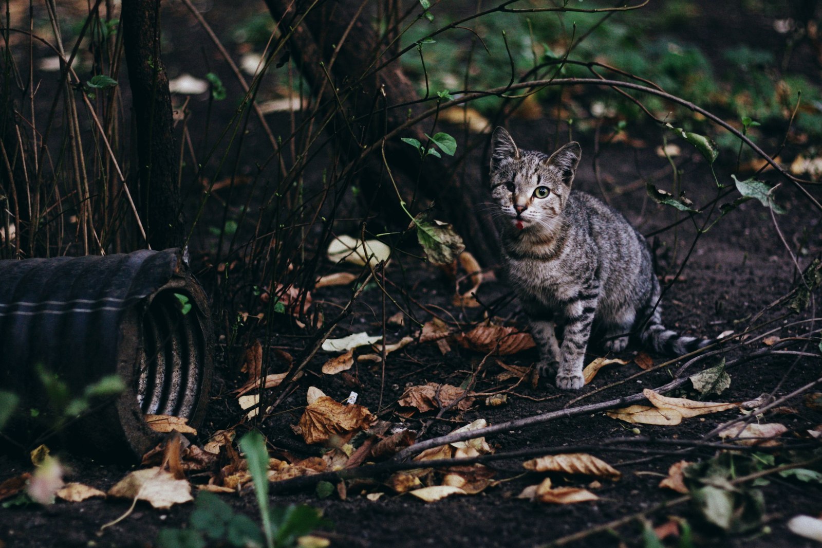 Уличные коты Оксаны Акерманн (часть 7) - Моё, Кот, Животные, Фотография, Улица, Котыакерманн, Оксана акерманн, Россия, Длиннопост