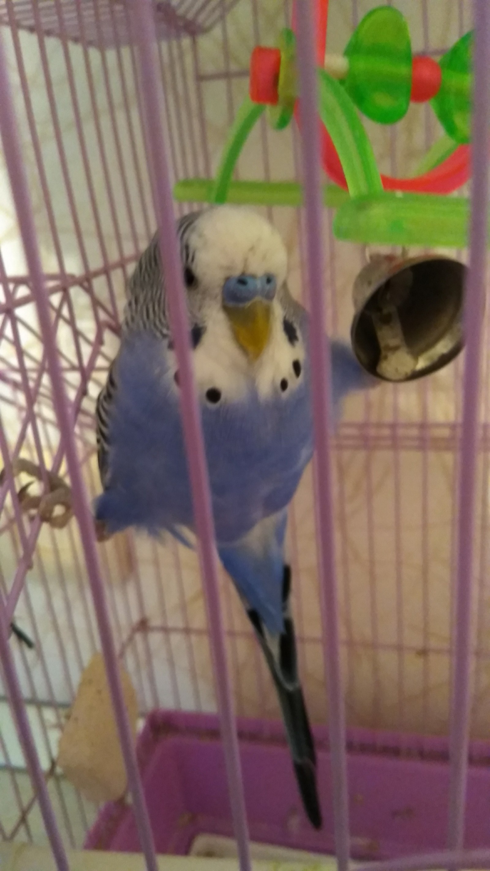 My parrot is sitting on a twine - A parrot, Leg-split, Animals, Longpost