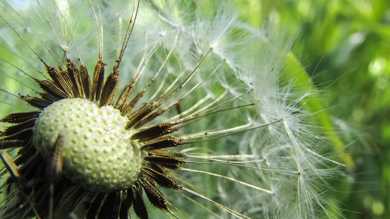 Nature - My, Nature, , Macro, Longpost, Macro photography