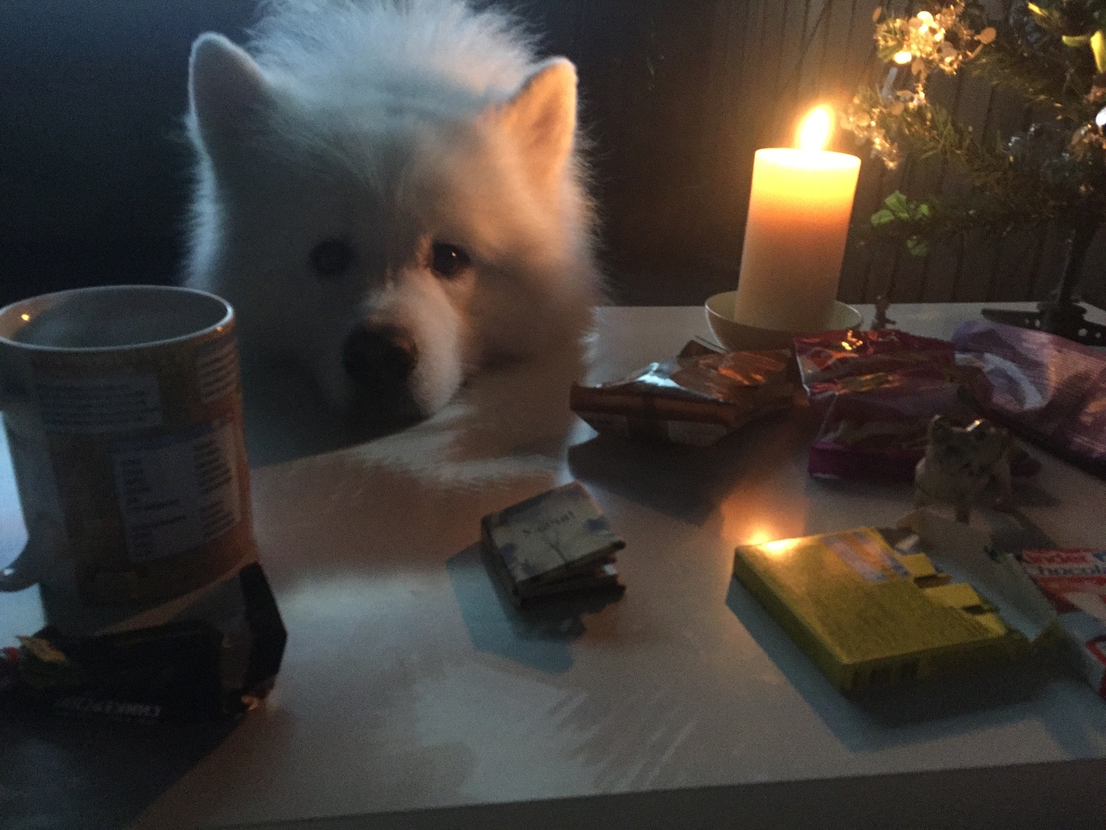 New Year's mood post - My, Samoyed, Magic, Presents, Thinking out loud, Longpost, , Gift exchange, Secret Santa, Thoughts