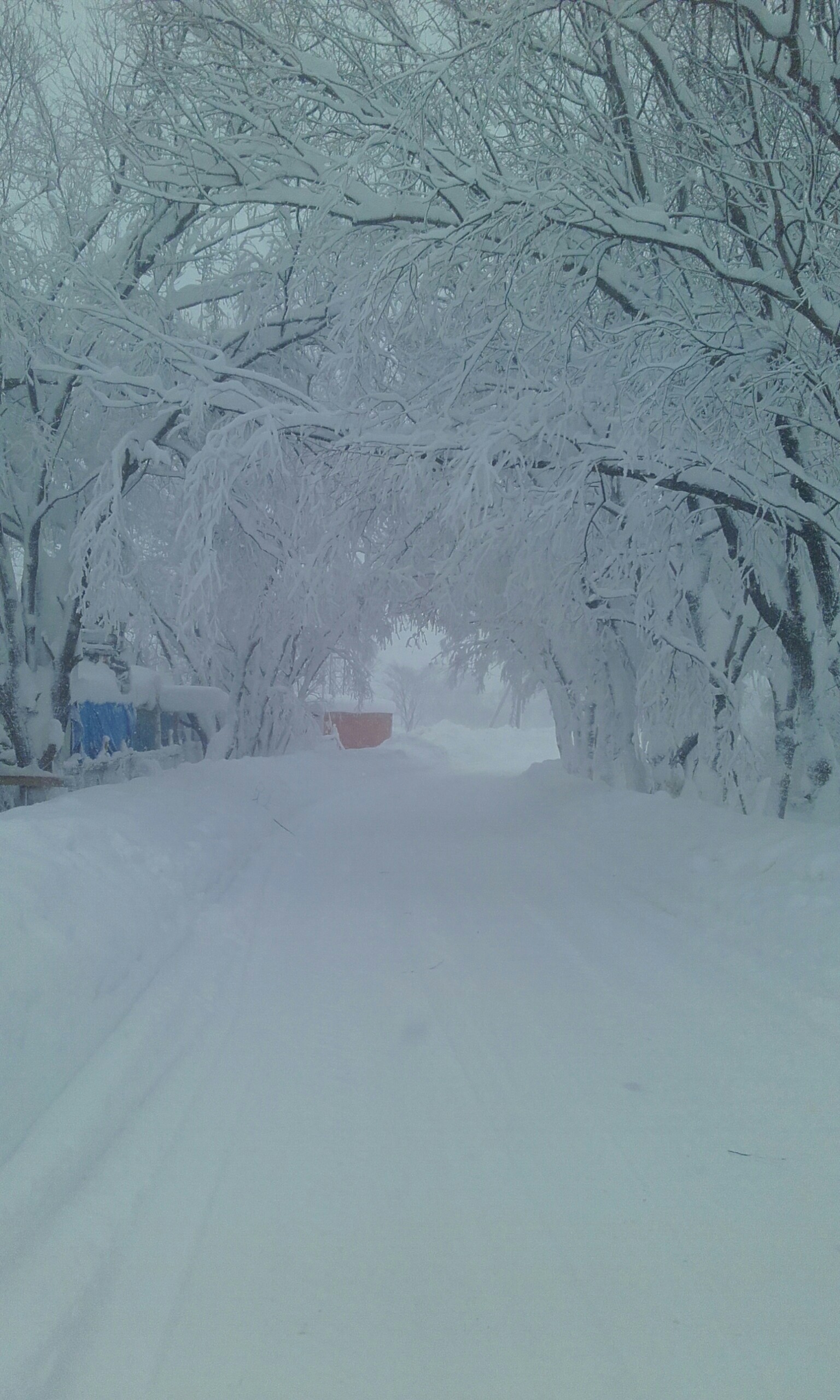 And we have a blizzard. - My, Sakhalin, Snow, Morning