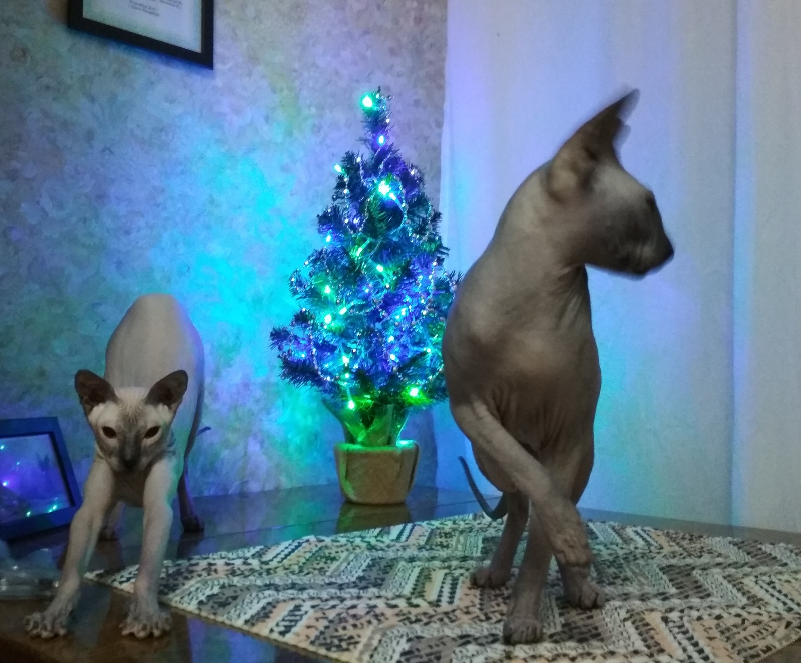 Looking forward to the holiday... - My, New Year, cat, Sphinx, Don Sphynx