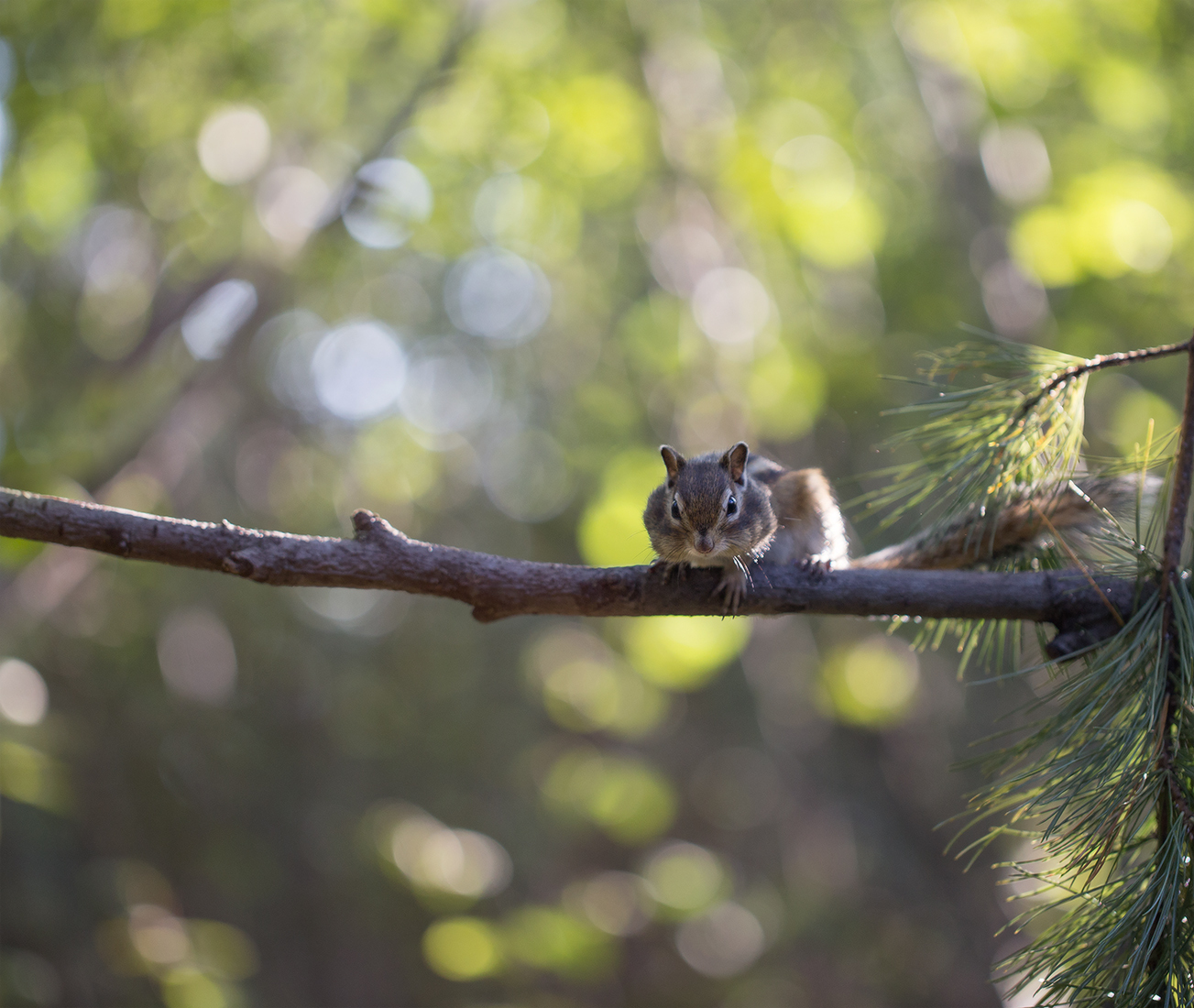 Like a chipmunk went for cones =) - Yakutia, Neryungri, Chipmunk, Cones, Not mine, Longpost