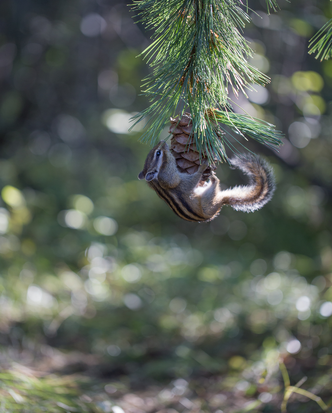 Like a chipmunk went for cones =) - Yakutia, Neryungri, Chipmunk, Cones, Not mine, Longpost