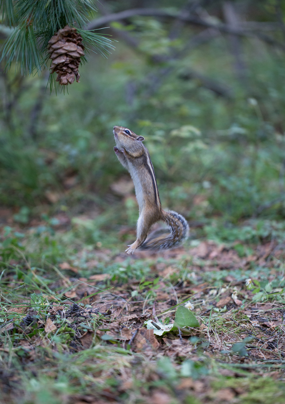 Like a chipmunk went for cones =) - Yakutia, Neryungri, Chipmunk, Cones, Not mine, Longpost