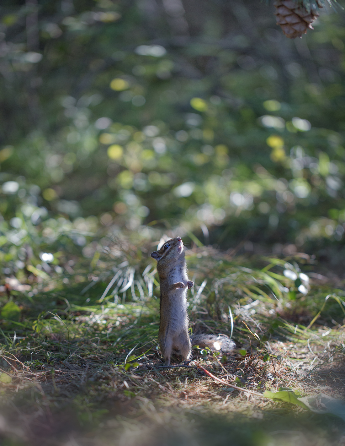 Like a chipmunk went for cones =) - Yakutia, Neryungri, Chipmunk, Cones, Not mine, Longpost