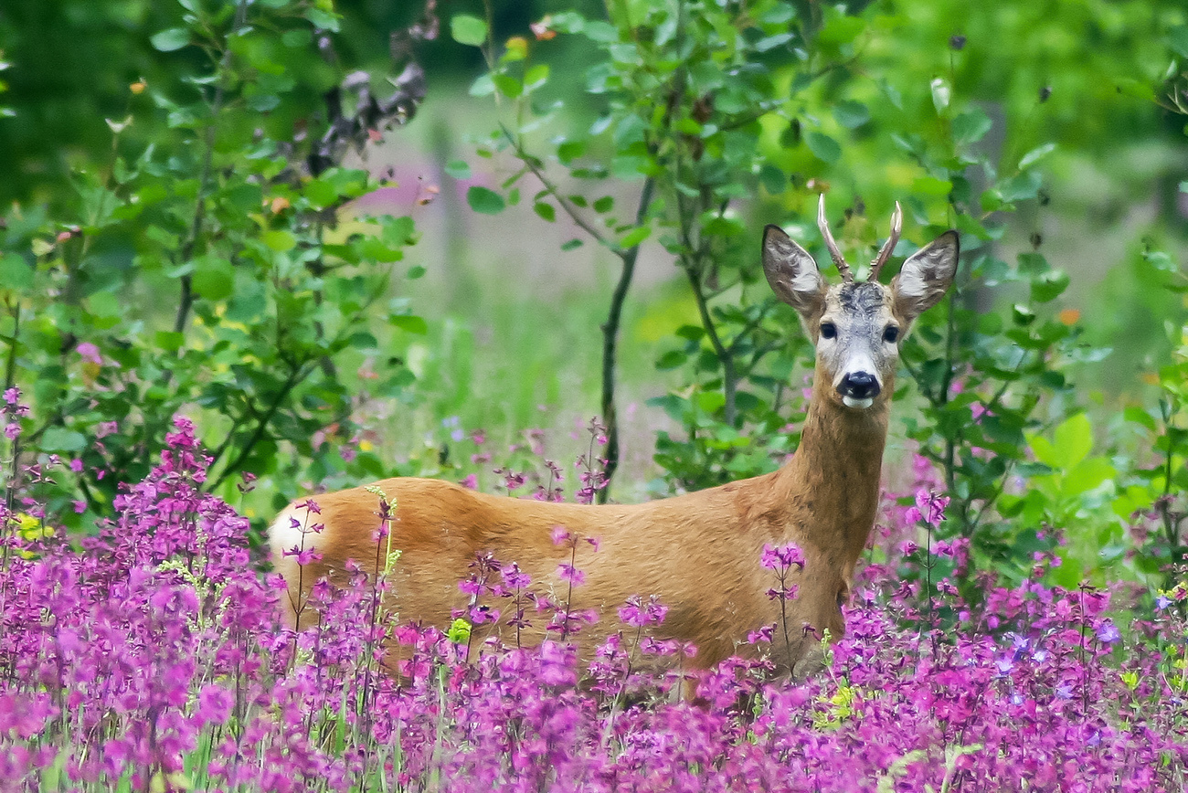 Protected Russia. - My, Reserve, Pa, Anniversary, Nature, Protection of Nature, Voronezh Reserve, Longpost, Reserves and sanctuaries