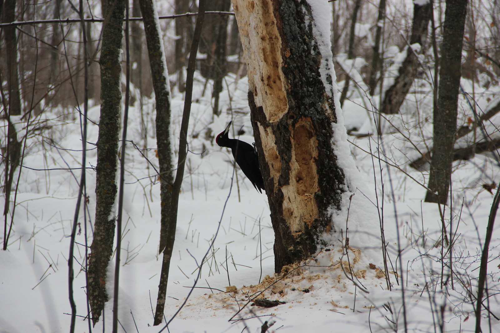 woodpecker in winter forest - My, Woodpeckers, Birds, Forest, The photo, Winter