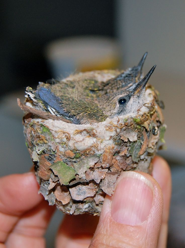 in a thimble - Birds, Hummingbird, Nest, Chick, The photo, Milota