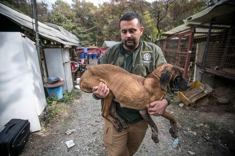 Несколько десятков собак были спасены и вывезены из Южной Кореи в Канаду - Собака, Корея, Спасение животных, Собаки в пищу