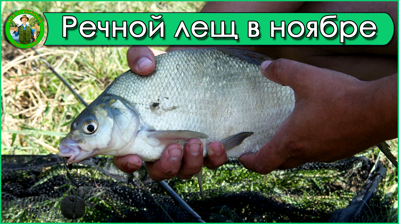 Fishing for bream on the feeder in the current in November - My, Bream, Fishing, River, Feeder, Bream on the feeder, bream fishing