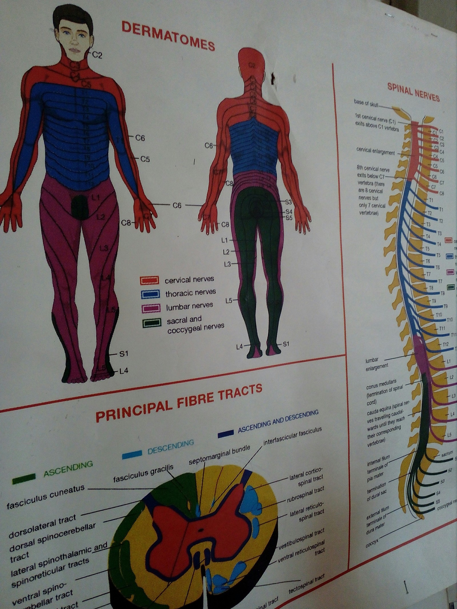 The zones of innervation of the segments look like a super hero in a suit - My, The medicine, Medical student, Spiderman