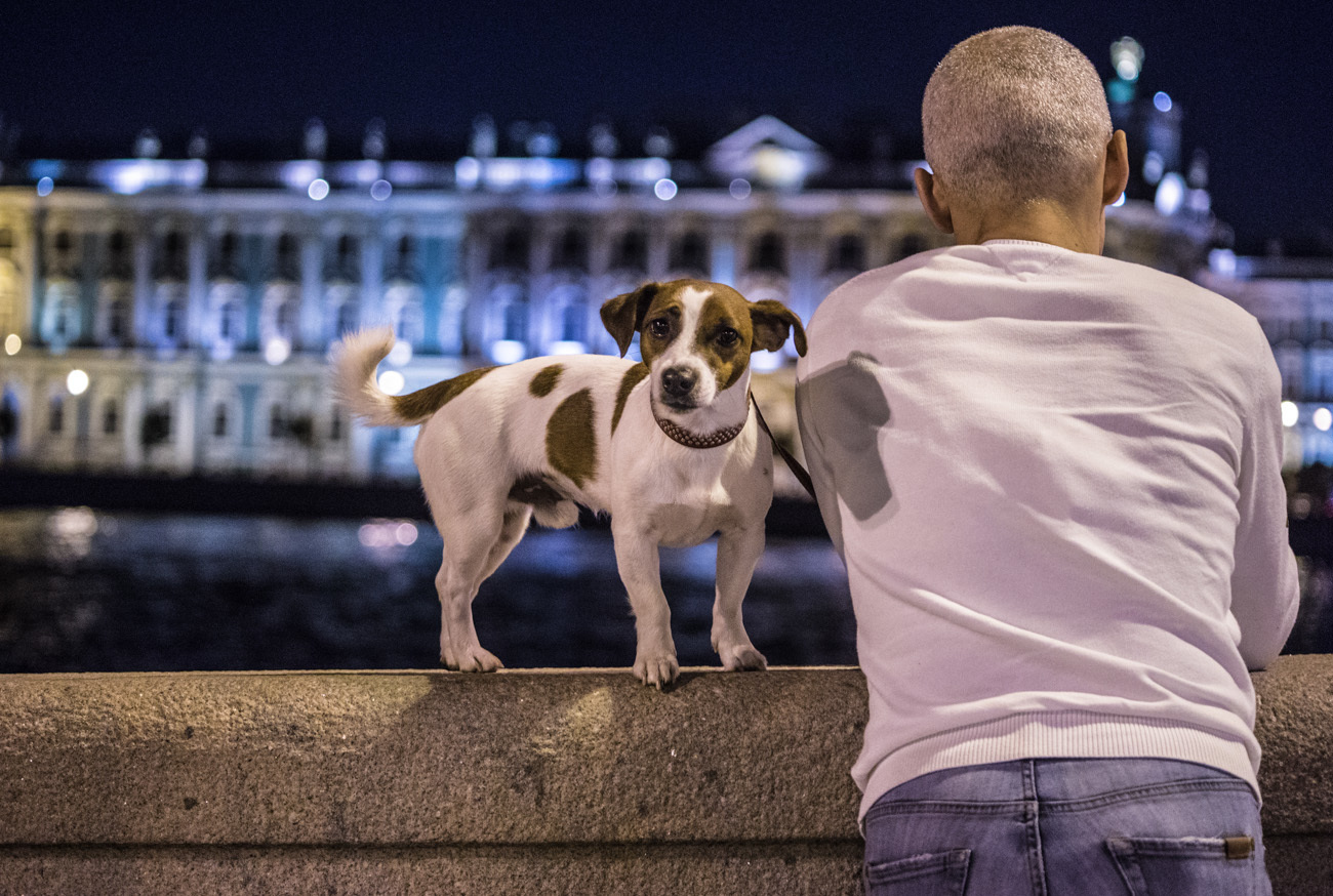 Night walk - Milota, Dog