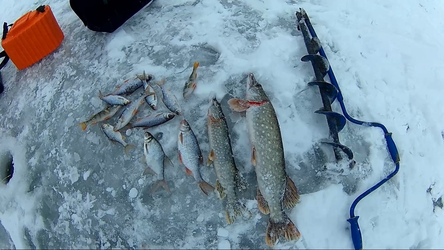 Cool, fishing on the first ice. - Winter fishing, Zherlitsy, , Fishing, Ice, Longpost