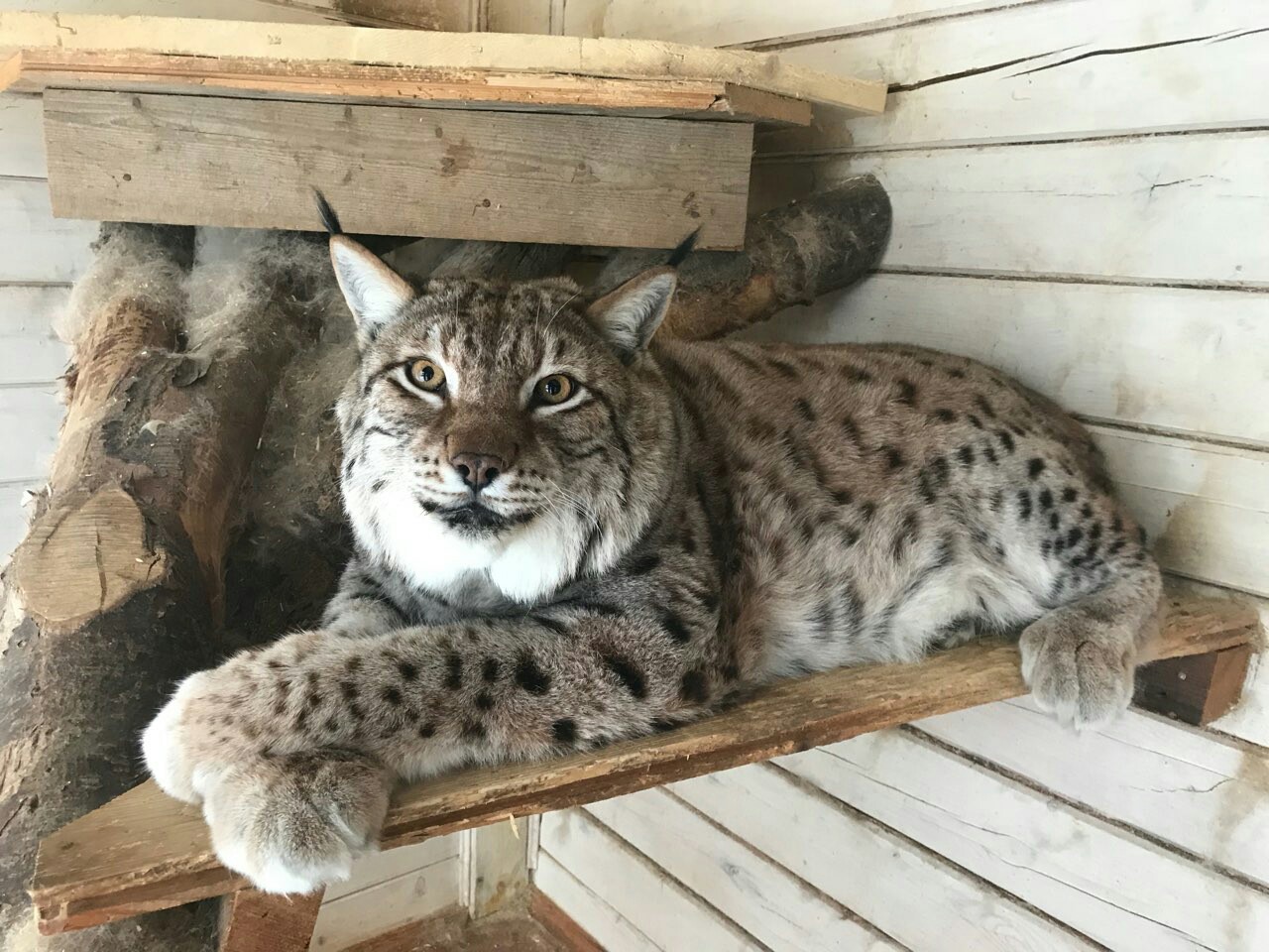 Ready for winter! - My, Lynx, cat, The winter is coming