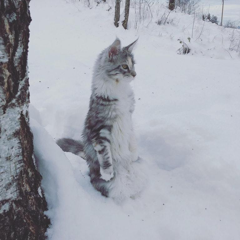 Observer - cat, Reddit, Snow, The photo