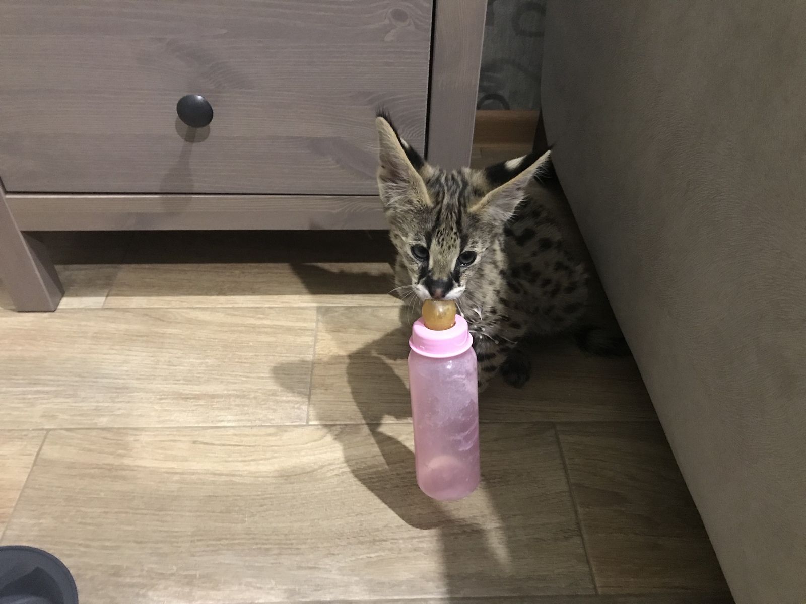 Servals part 2 - My, , Serval, Animals, Kittens, Video, Longpost