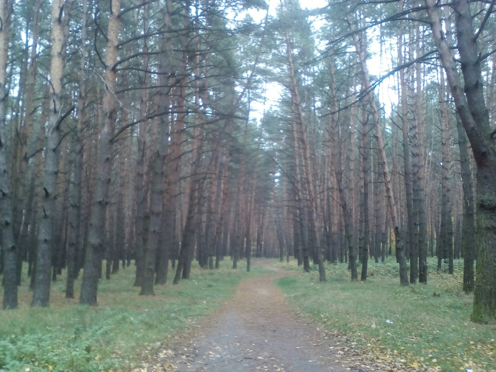 Autumn forest - My, Forest, Autumn