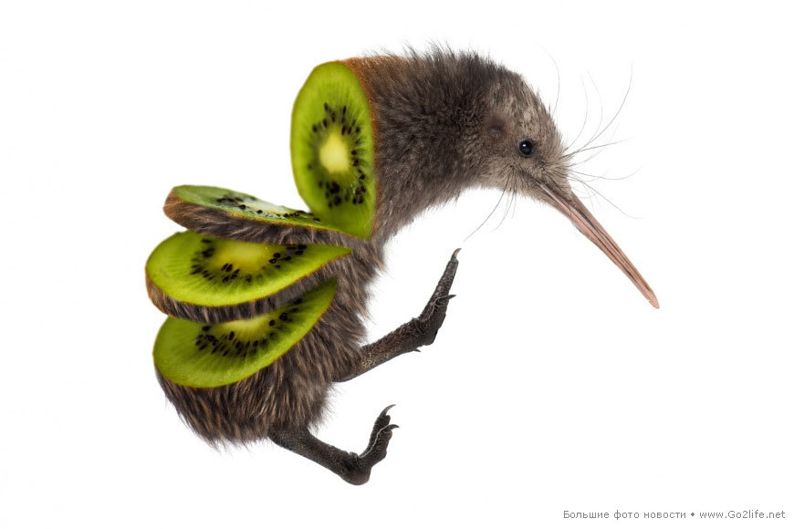 The terrible truth - Kiwi, Black humor